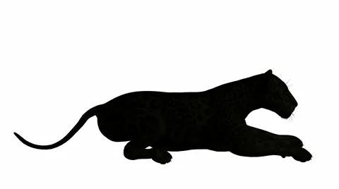 Black jaguar lying down Stock Footage 942001