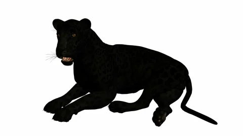Black jaguar lying down Stock Footage 942176