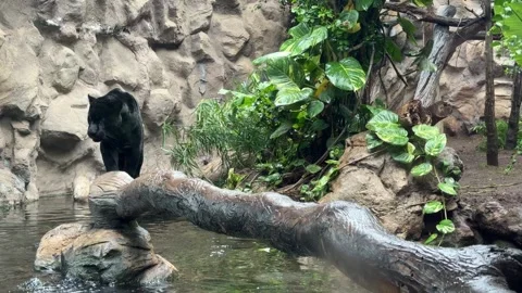 Black jaguar Panthera onca standing on fallen tree above water in tropical habit Stock Footage 335290850