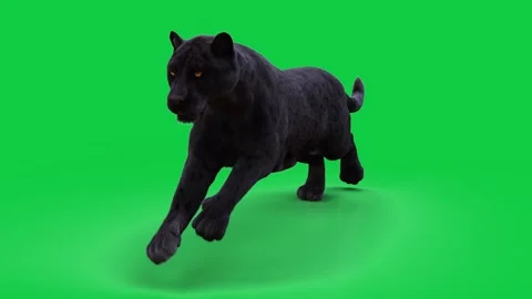 Black Jaguar Run Side (loop)  HD green screen Stock-Footage 242543564