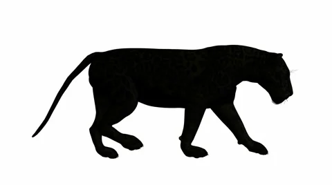 Black jaguar walking Stock Footage 941999