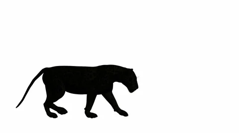 Black jaguar walking Stock Footage 942000