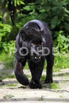 Black Jaguar - walking towards viewer Stock Photos