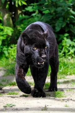 Black Jaguar - walking towards viewer Stock Photos