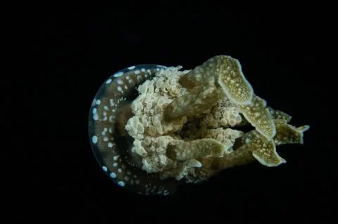 Black jellyfish back Stock Photos