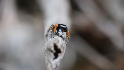 Black Jumping Big Spider With Red Legs Moving And Looking Curious Creature Stock-Footage 131915015