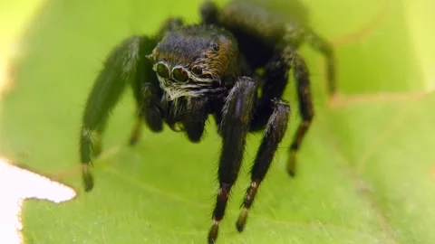 The black jumping spider (Evarcha arcuata) on the leaf is cleaned with pedipalps Stock Footage 157310584