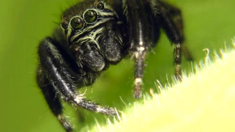 Black jumping spider (Evarcha arcuata) on leaf looking around and at camera Stock Footage 158249279
