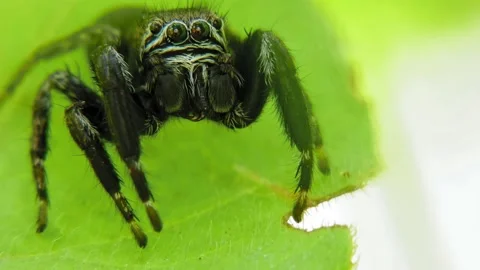 Black jumping spider on leaf looking around Stock Footage 234715460