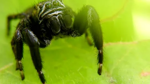 Black Jumping Spider On Leaf move it Pedipalps and Looking Around Close-up Video stock 187824746