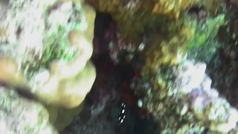 Black Juvenile Fish with White Spots Swimming Among Coral Stockbeeldmateriaal 341554326