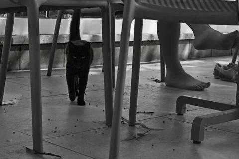 A black kat moving under thetable of caffe against the legs of a man , homele Stock Photos