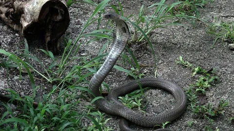 Brown tree snake - Wikipedia