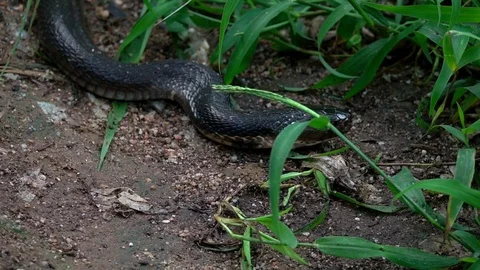 Black King Cobra Snake Crawling on the G... | Stock Video | Pond5