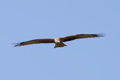 Black kite approaching head on with wings outstretched Stock Photos