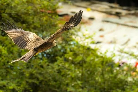 Black kite banking in mid flight Fotos Stock