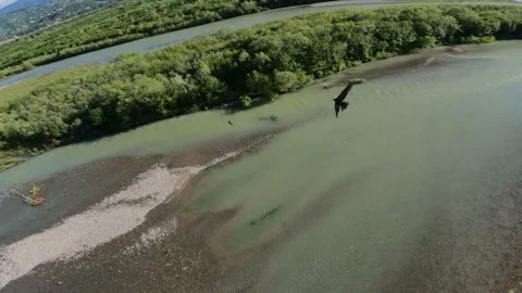 Black kite (bird) flying over river and forest, mountains and city background Stock Footage 201076433
