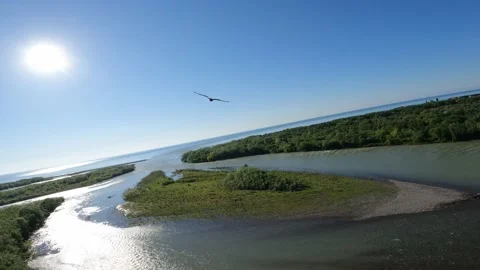 Black kite (bird) flying over river and forest, mountains and city background Stock Footage 201076798