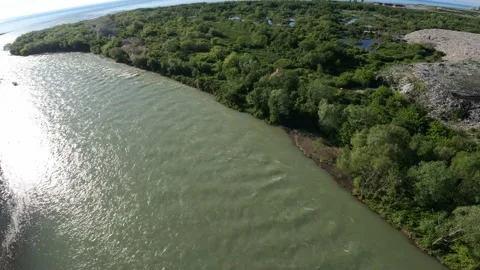 Black kite (bird) flying over river and forest, mountains and city background Stock Footage 201076835