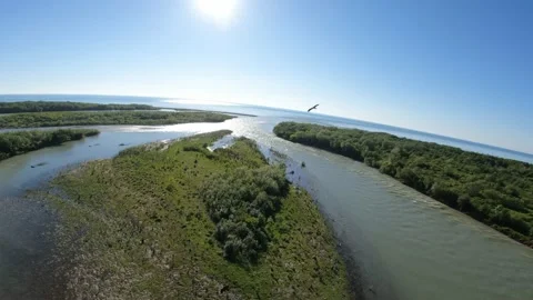 Black kite (bird) flying over river and forest, mountains and city background Stock Footage 201077639