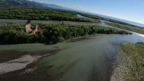 Black kite (bird) flying over river and forest, mountains and city background Stock Footage 201078224