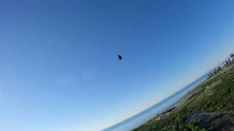 Black kite (bird) flying over river and forest, mountains and city background Stock Footage 201079759