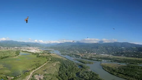 Black kite (bird) flying over river and forest, mountains and city background Stock Footage 201081545