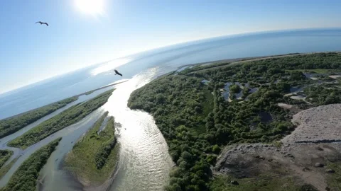 Black kite (bird) flying over river and forest, mountains and city background Stock Footage 201082334