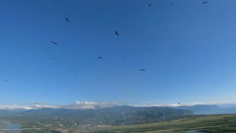 Black kite (bird) flying over river and forest, mountains and city background Stock Footage 201083186