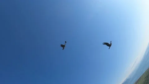Black kite (bird) flying over river and forest, mountains and city background Stock Footage 201083750