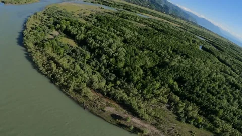 Black kite (bird) flying over river and forest, mountains and city background Stock Footage 201084124