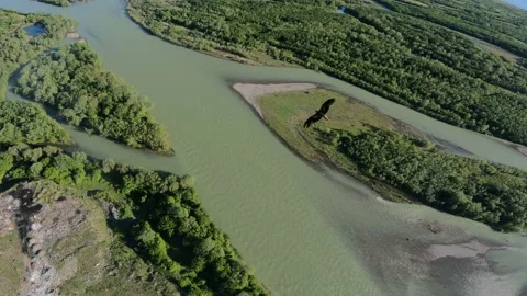 Black kite (bird) flying over river and forest, mountains and city background Stock Footage 201084361