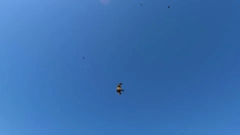 Black kite (bird) flying over river and forest, mountains and city background Stock Footage 201085174