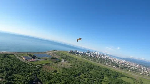 Black kite (bird) flying over river and forest, mountains and city background Stock Footage 201085293