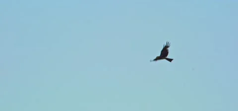 Black kite (bird) flying in slow motion 120FPS Stock Footage 201180010