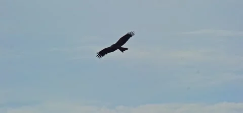 Black kite (bird) flying in slow motion 120FPS Stock Footage 201180109