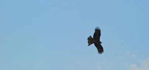 Black kite (bird) flying in slow motion 120FPS Stock Footage 201180130