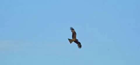 Black kite (bird) flying in slow motion 120FPS Stock Footage 201180441