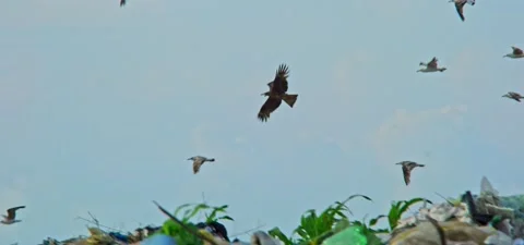 Black kite (bird) flying in slow motion 120FPS Stock Footage 201180567