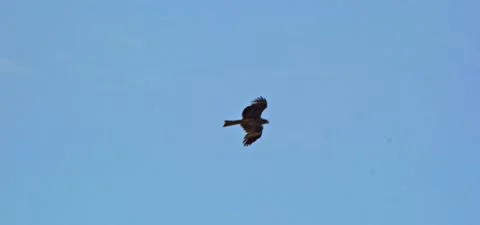 Black kite (bird) flying in slow motion 120FPS Stock Footage 201180694