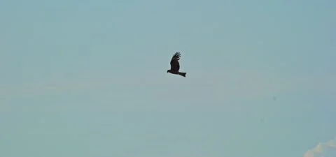 Black kite (bird) flying in slow motion 120FPS Stock Footage 201180975