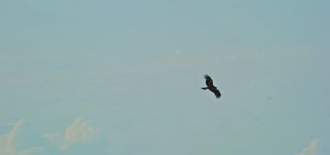 Black kite (bird) flying in slow motion 120FPS Stock Footage 201181096