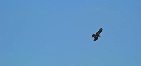 Black kite (bird) flying in slow motion 120FPS Stock Footage 201181767