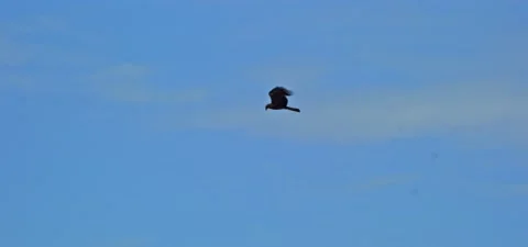Black kite (bird) flying in slow motion 120FPS Stock Footage 201182070