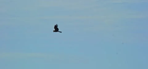 Black kite (bird) flying in slow motion 120FPS Stock Footage 201182156