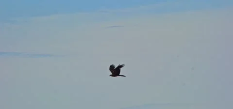 Black kite (bird) flying in slow motion 120FPS Stock Footage 201182203