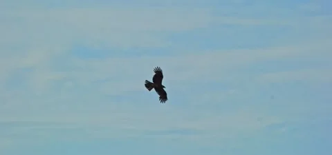 Black kite (bird) flying in slow motion 120FPS Stock Footage 201183214