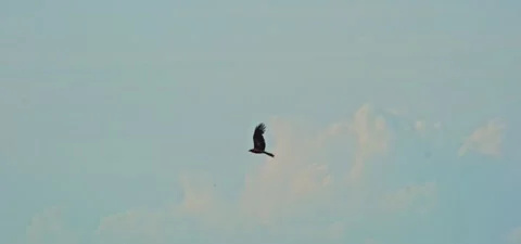 Black kite (bird) flying in slow motion 120FPS Stock Footage 201183418