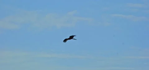 Black kite (bird) flying in slow motion 120FPS Stock Footage 201183419