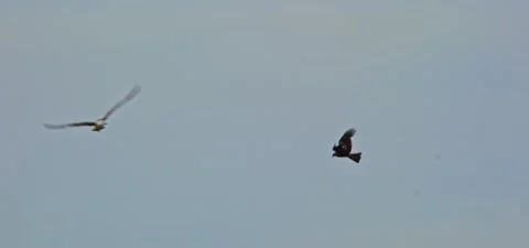 Black kite (bird) flying in slow motion 120FPS Stock Footage 201183522